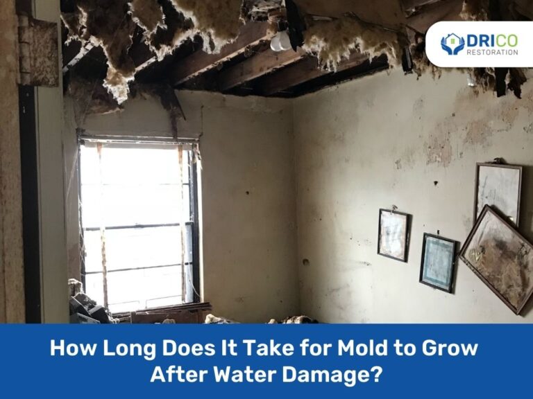 How Long Does It Take For Mold To Grow After Water Damage