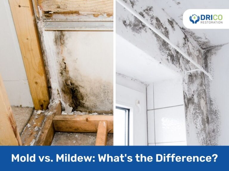 Mold Vs. Mildew: What'S The Difference?