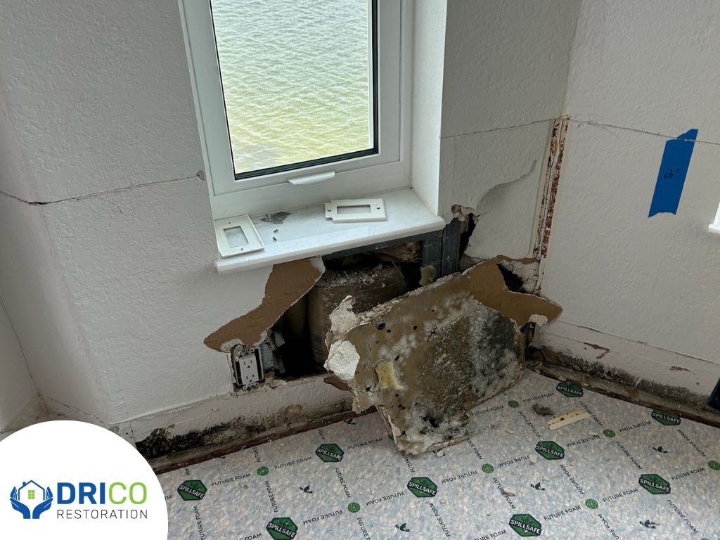 Toxic Black Mold Vs. Regular Mold: How Bad Is Black Mold For Your Health? 2 Dangerous Black Mold
