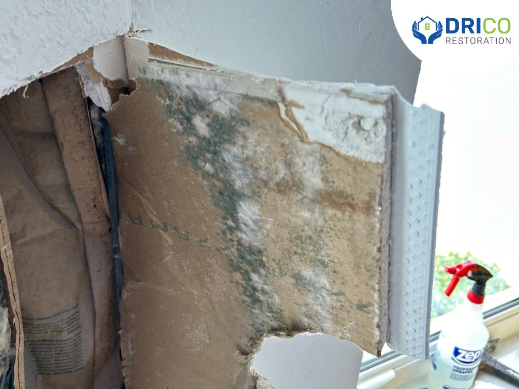 Toxic Black Mold Vs. Regular Mold: How Bad Is Black Mold For Your Health? 5 Safely Remove Toxic Mold