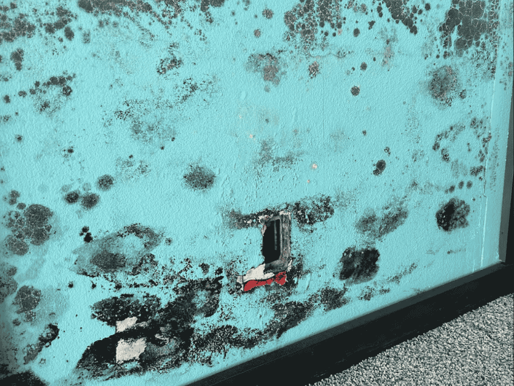 Black Mold Spreading Across Drywall Around An Electrical Outlet Caused By Long-Term Moisture And Water Damage.