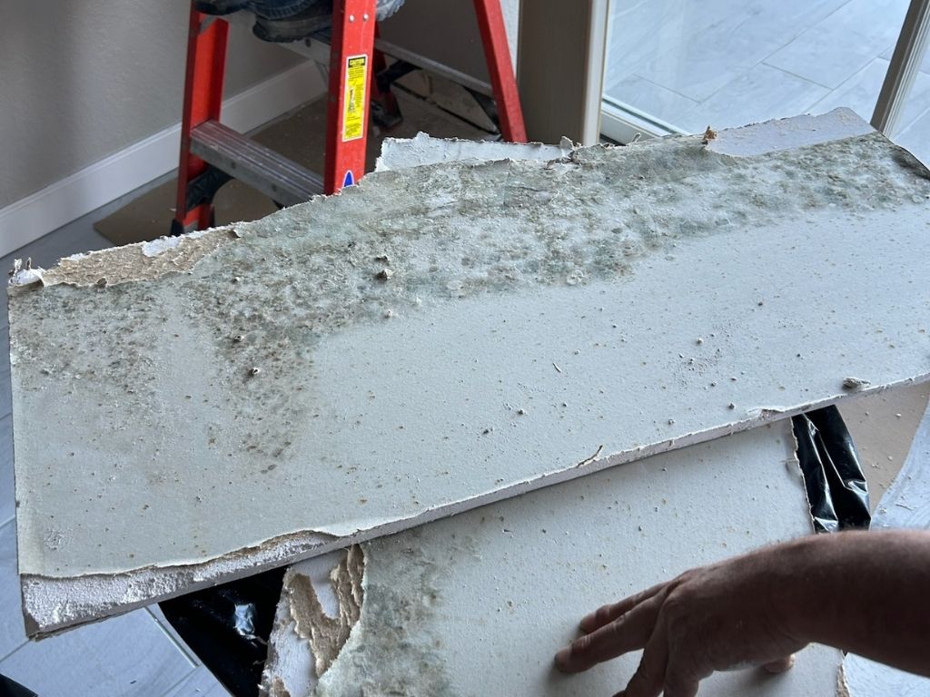 User-Inserted Mold Growth On Drywall Panel Showing Signs Of Water Damage.