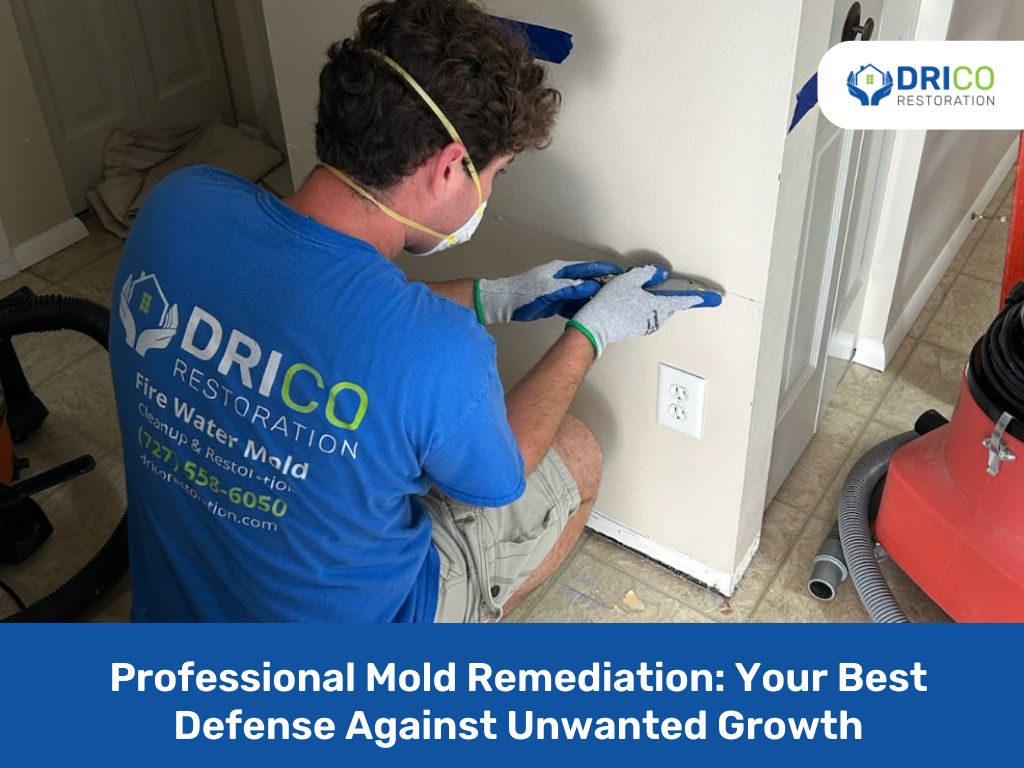 Professional Mold Remediation Experts