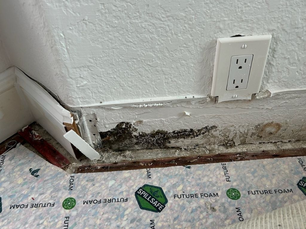 User-Inserted Visible Mold Damage Around Electrical Outlet On Interior Wall Of A Home.