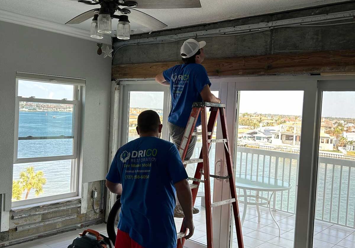 Mold Removal Services Pinellas County, Fl